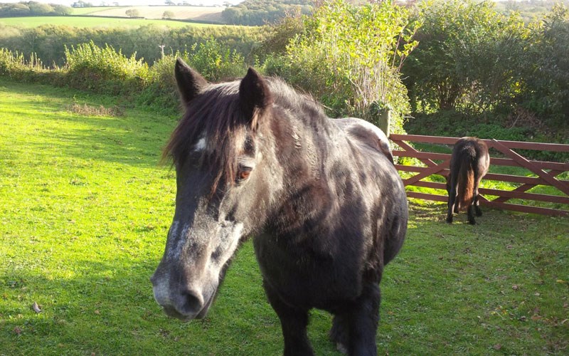 Ashbarton Estate - Ash Barton Estate wedding venue Devon horses stable