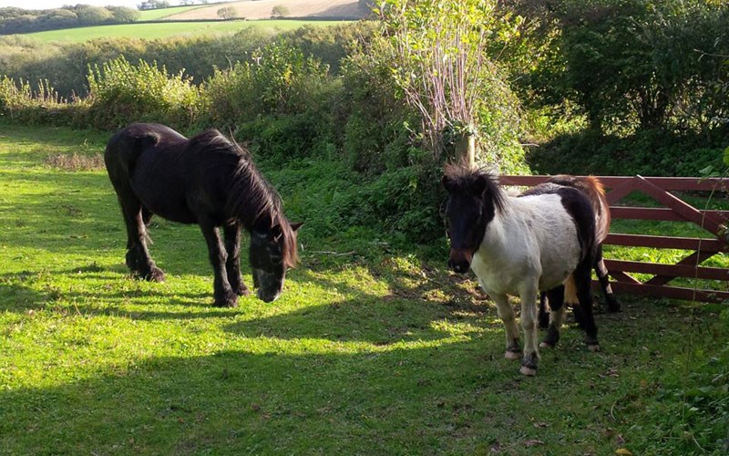 Ashbarton Estate - Ash Barton Estate wedding venue Devon horses