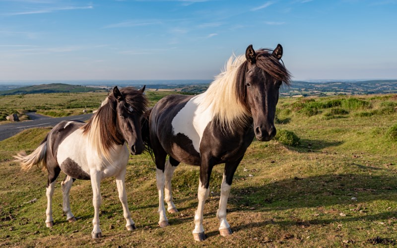 Ashbarton Estate - Ash Barton Estate Wedding Venue Devon wild horses