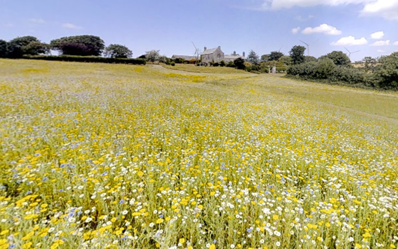 Ashbarton Estate - Ash Barton Estate Wedding Venue wild flower meadow