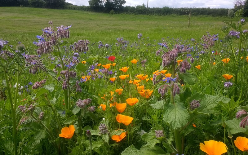 Ashbarton Estate - Ash Barton Estate Wedding Venue wild flowers