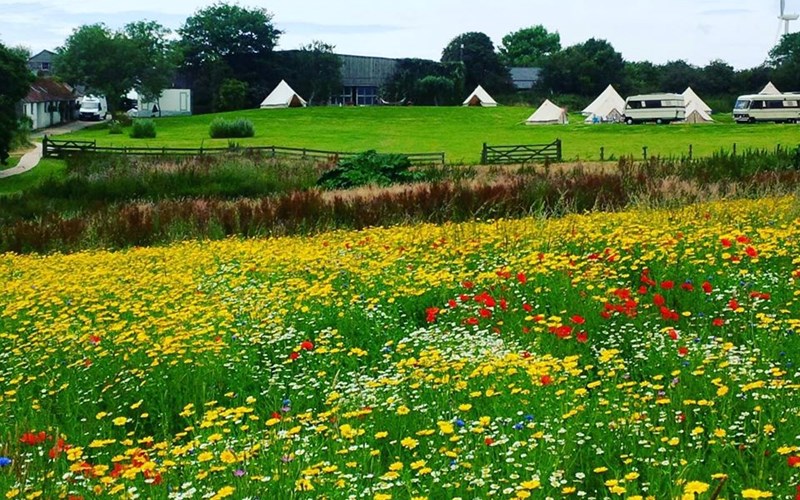 Ashbarton Estate - Ash Barton Estate Wedding Venue wildflower meadow
