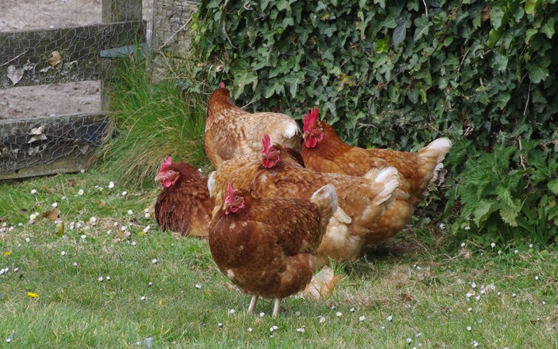Ashbarton Estate - Ash Barton Estate Wedding Venue chickens