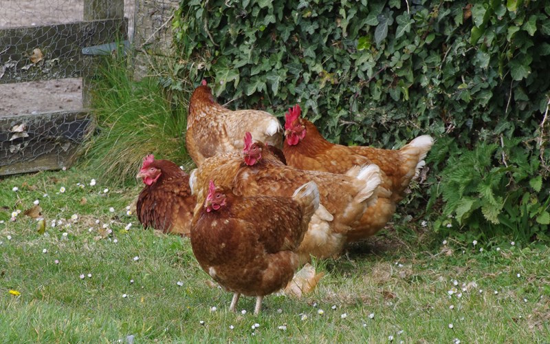 Ashbarton Estate - Ash Barton wedding venue Devon asian wedding happy free range chickens