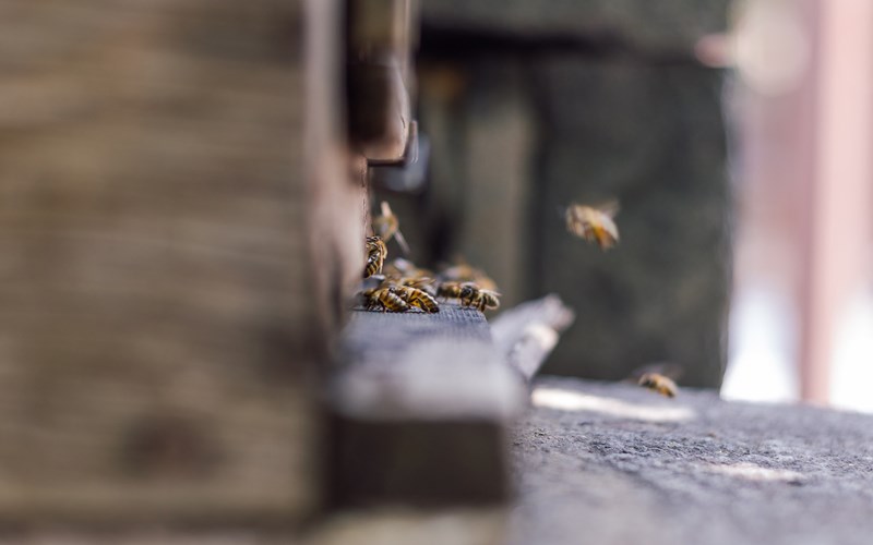 Ashbarton Estate - Ash Barton wedding venue Devon honey bees local honey