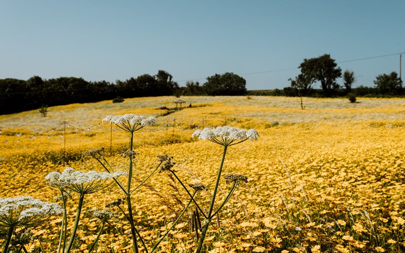 Ashbarton Estate -